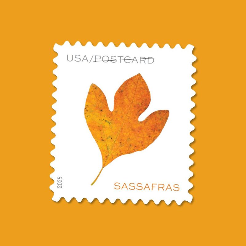 Postcard Rate Stamps 2025 Autumn Leaves – Nature Series, First-Class Rate