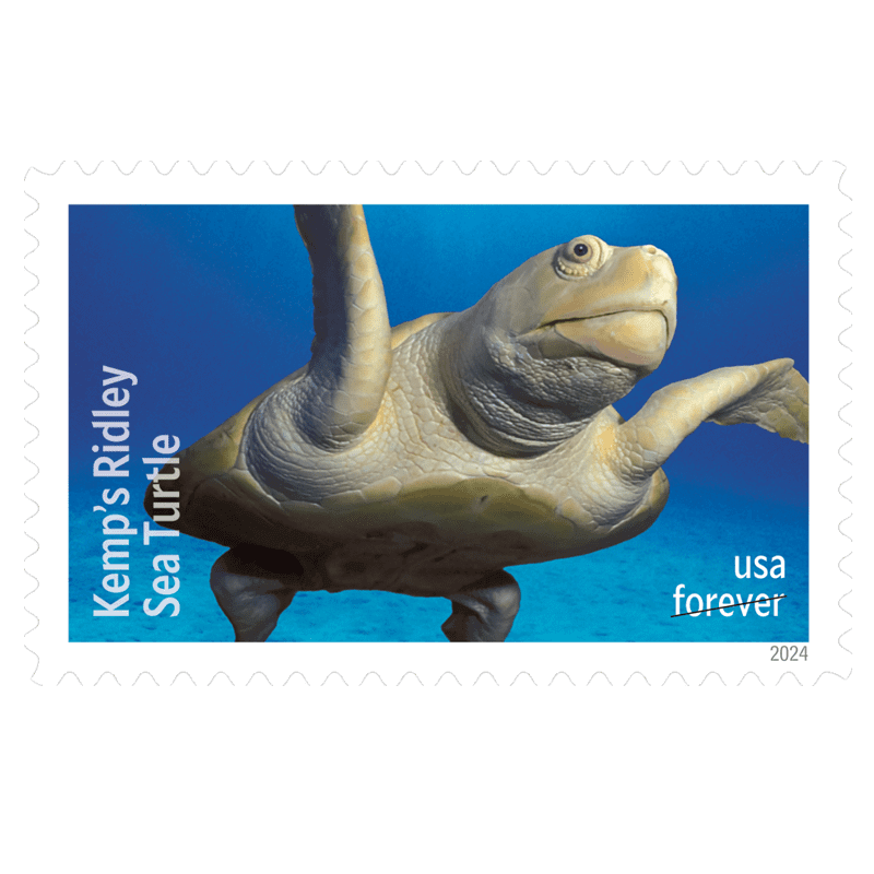 Forever Stamps 2024 Kemp’s Ridley Sea Turtle – Nature Series, First-Class Postage